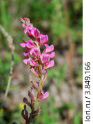 Эспарцет (Onobrychis arenaria) Стоковое фото, фотограф Анна Омельченко / Фотобанк Лори