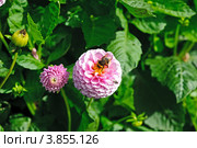 Розовые георгины в саду.  Сорт Pompom (Dahlias) Стоковое фото, фотограф Татьяна Кахилл / Фотобанк Лори
