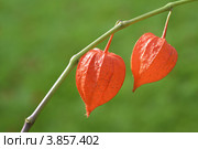 Физалис (Physalis) Стоковое фото, фотограф Александр Алексеев / Фотобанк Лори