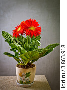 Домашнее растение в горшке - Гербера (Gerbera) красного цвета. Стоковое фото, фотограф Ольга Денисова / Фотобанк Лори