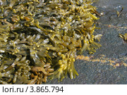 Водоросль фукус. Стоковое фото, фотограф Татьяна Рылеева / Фотобанк Лори
