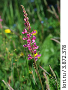 Эспарцет (Onobrychis arenaria) Стоковое фото, фотограф Анна Омельченко / Фотобанк Лори