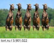 Пять шетленских пони встали на дыбы. Стоковое фото, фотограф Абрамова Ксения / Фотобанк Лори
