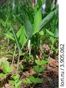 Купена (Polygonatum odoratum) Стоковое фото, фотограф Анна Омельченко / Фотобанк Лори