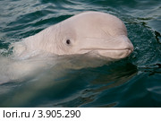 Белуха (лат. Delphinapterus leucas) Стоковое фото, фотограф Игорь Архипов / Фотобанк Лори