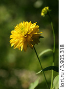 Золотой шар (Рудбекия рассеченная, Rudbeckia Laciniata) Стоковое фото, фотограф Щеголева Ольга / Фотобанк Лори