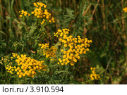Соцветия пижмы (Tanacetum L.) Стоковое фото, фотограф Щеголева Ольга / Фотобанк Лори