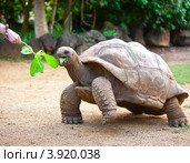 Большая Сейшельская черепаха. Ванилла парк ( La Vanille Reserve park). Маврикий (2012 год). Стоковое фото, фотограф Куликов Константин / Фотобанк Лори
