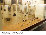 Позднепермские животные, витрина. Палеонтологический музей им. Ю.А.Орлова, Москва (2012 год). Редакционное фото, фотограф Щеголева Ольга / Фотобанк Лори