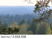 Природный фон, весенние ветки. Стоковое фото, фотограф Виталий Веревкин / Фотобанк Лори