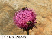 Чертополох - колючий. (Onopordum acanthium L.) Стоковое фото, фотограф Rekacy / Фотобанк Лори