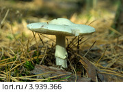 Грибы Мещеры: бледная поганка Amanita phalloides. Стоковое фото, фотограф Инна Грязнова / Фотобанк Лори