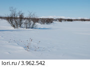 Природа Чукотки зимой. Стоковое фото, фотограф Наталья Спиридонова / Фотобанк Лори