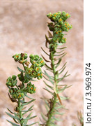 Цветущие побеги молочая Сегье (Молочай Сегиеров, Euphorbia seguieriana Neck.) (2011 год). Стоковое фото, фотограф Щеголева Ольга / Фотобанк Лори