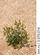 Подорожник песчаный (Песочник индийский, Подорожник шероховатый, Plantago arenaria Waldst. & Kit.). Отцветшее растение (2011 год). Стоковое фото, фотограф Щеголева Ольга / Фотобанк Лори