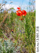 Лилия узколистная (Lilium tenuifolium), на острове Ольхон на озере Байкал. Стоковое фото, фотограф Сергей Гусев / Фотобанк Лори