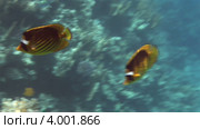 Подводный мир Красного моря (Акабский залив). Район Sharks Bay (Шарм Эль Шейх). Египет. (2012 год). Стоковое видео, видеограф Юлия Машкова / Фотобанк Лори