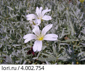 Ясколка войлочная (Cerastium tomentosum) Стоковое фото, фотограф lana1501 / Фотобанк Лори