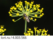 Мелкая муха на зонтике укропа пахучего (Anethum graveolens) Стоковое фото, фотограф Иванова Анастасия / Фотобанк Лори