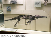 Скелет лабиринтодонта платиопозавра (Platyoposaurus stuckenbergi). Палеонтологический музей им. Ю.А.Орлова, Москва (2012 год). Редакционное фото, фотограф Щеголева Ольга / Фотобанк Лори
