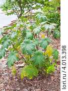 Куст Клещевины обыкновенной (Ricinus communis) в дикой природе (2012 год). Стоковое фото, фотограф Сергей Дубров / Фотобанк Лори