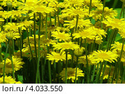 Пупавка красильная (лат. Anthemis tinctoria), или Пупавка желтоцветная, или Антемис красильный. Стоковое фото, фотограф lana1501 / Фотобанк Лори