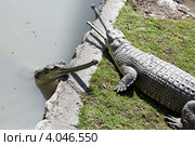 Общение гавиалов. Стоковое фото, фотограф Наталья Волкова / Фотобанк Лори