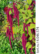 Акалифа (Acalypha) Стоковое фото, фотограф Елена Коромыслова / Фотобанк Лори