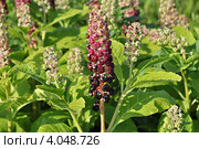 Фитолакка американская (лат. Phytolacca americana L.) Стоковое фото, фотограф lana1501 / Фотобанк Лори