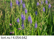 Вероника длиннолистная (лат. Veronica longifolia) Стоковое фото, фотограф Елена Коромыслова / Фотобанк Лори