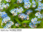 Незабудки. Стоковое фото, фотограф Наталья Волкова / Фотобанк Лори