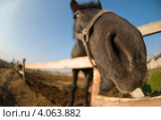 Любопытный лошадиный нос. Стоковое фото, фотограф Pukhov K / Фотобанк Лори