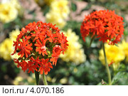 Цветок Лихнис Скарлет Халцедонский (лат. Lychnis chalcedonica ) красный. Стоковое фото, фотограф lana1501 / Фотобанк Лори
