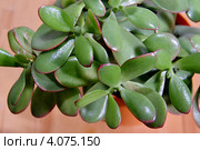 Толстянка (лат. Crassula) Стоковое фото, фотограф Илюхина Наталья / Фотобанк Лори
