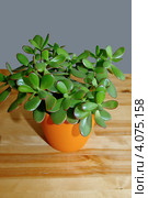 Толстянка (лат. Crassula) Стоковое фото, фотограф Илюхина Наталья / Фотобанк Лори