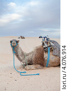 Верблюд дромадер, лежащий на песке в пустыне Сахара, Douz, Tunisia (2012 год). Стоковое фото, фотограф Кекяляйнен Андрей / Фотобанк Лори