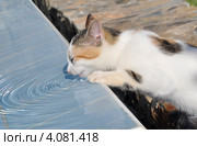 Уличный котенок пьет воду из бассейна, стоя на задних лапах, и создает круги на воде. Стоковое фото, фотограф Лада Иванова / Фотобанк Лори