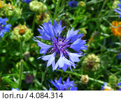 Василёк синий, или Василёк посевной (лат. Centaurea cyanus) Стоковое фото, фотограф lana1501 / Фотобанк Лори