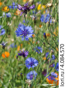Василёк синий, или Василёк посевной (лат. Centaurea cyanus) Стоковое фото, фотограф lana1501 / Фотобанк Лори