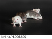 Маленькие крысята. Стоковое фото, фотограф Argument / Фотобанк Лори