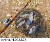 Пойманная разнообразная рыба в садке и удочка лежат на берегу (2012 год). Редакционное фото, фотограф Игорь Низов / Фотобанк Лори