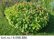 Фитолакка американская (лат. Phytolacca americana L.) Стоковое фото, фотограф lana1501 / Фотобанк Лори