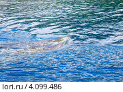 Китовая акула у поверхности воды (2012 год). Стоковое фото, фотограф Сергей Дубров / Фотобанк Лори