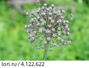Цветок лука ( Allium nutans) Стоковое фото, фотограф lana1501 / Фотобанк Лори