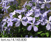 Флокс растопыренный (лат. Phlox divaricata L.) Стоковое фото, фотограф lana1501 / Фотобанк Лори