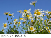 Ромашки. Стоковое фото, фотограф Альбина Ялунина / Фотобанк Лори