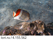 Краснохвостая рыба бабочка (chaetodon paucifasciatus) в Красном море. Стоковое фото, фотограф Игорь Дашко / Фотобанк Лори