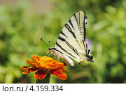 Махаон (Papilio machaon) Стоковое фото, фотограф Красилов Игорь / Фотобанк Лори
