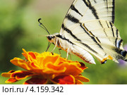 Махаон (Papilio machaon) Стоковое фото, фотограф Красилов Игорь / Фотобанк Лори