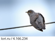 Кукушка обыкновенная, Cuculus canorus, Common Cuckoo. Стоковое фото, фотограф Василий Вишневский / Фотобанк Лори